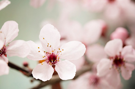 Spring blossom featuring april, art, and background, a Nature Photo by Natalia Klenova's Shop