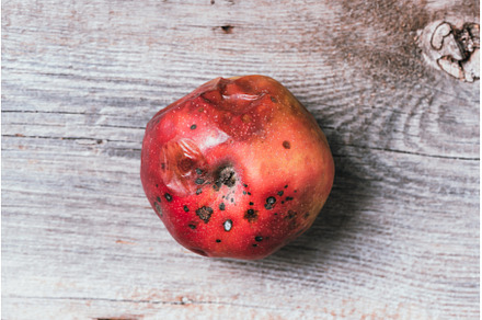 Spoiled bad red apple on wooden, a Food & Drink Photo by Enjoy Photo