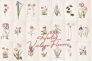 Hortus Vintage Flowers Prints, a Decorative Illustration by Digital Museum (Thumbnail 8 of 9)