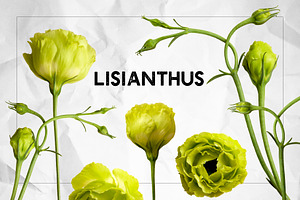 Lisianthus Blooms Realistic Flowers