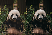 Travel Preset Pack, a Preset Add-On by MadeRed (Thumbnail 2 of 16)