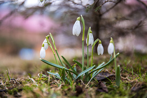 The first snowdrops under snow  featuring snowdrop, snow, and spring