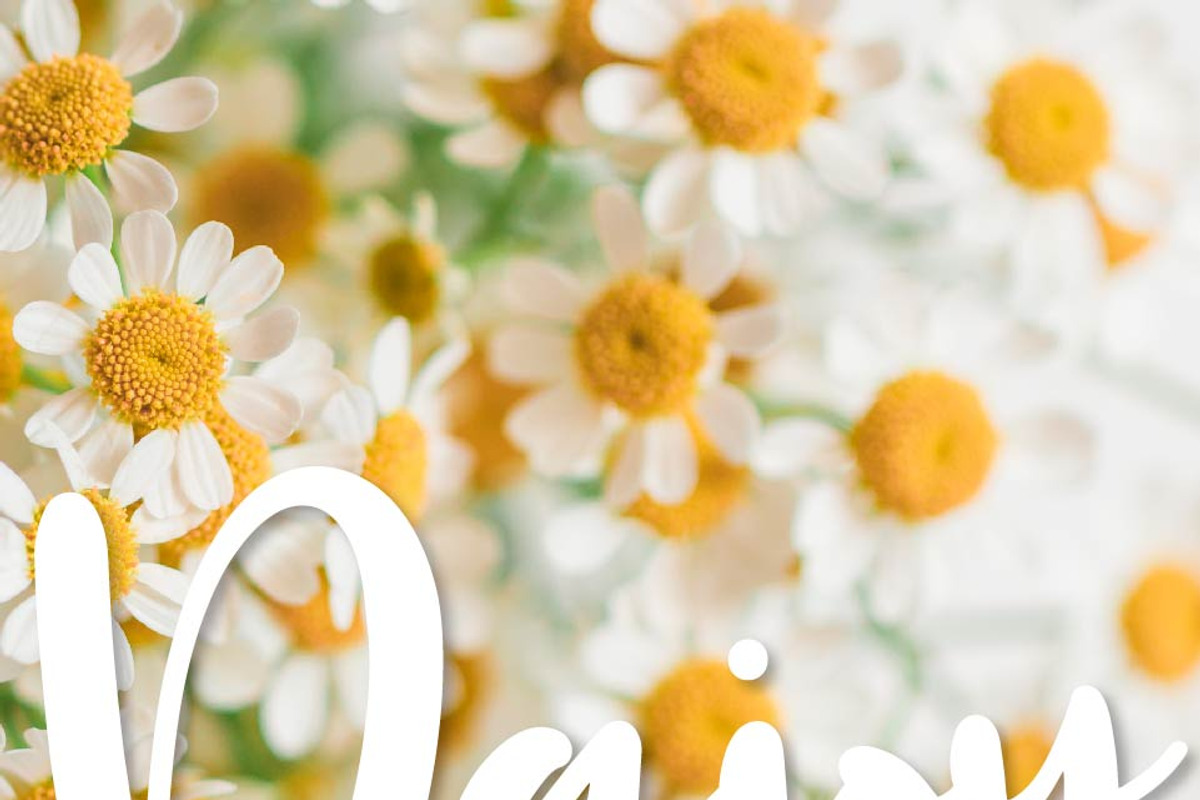 Daisy Duo - Script & Print Fonts preview 3