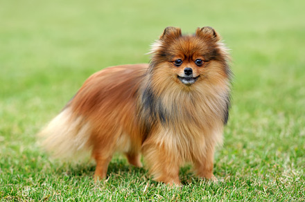Dog stock photo containing dog and canine, an Animal Photo by Byrdyak