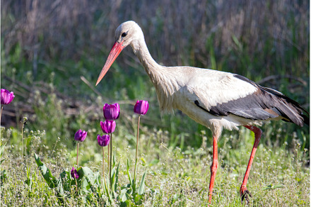 A stork examines spring tulips, an Animal Photo by Pakosta