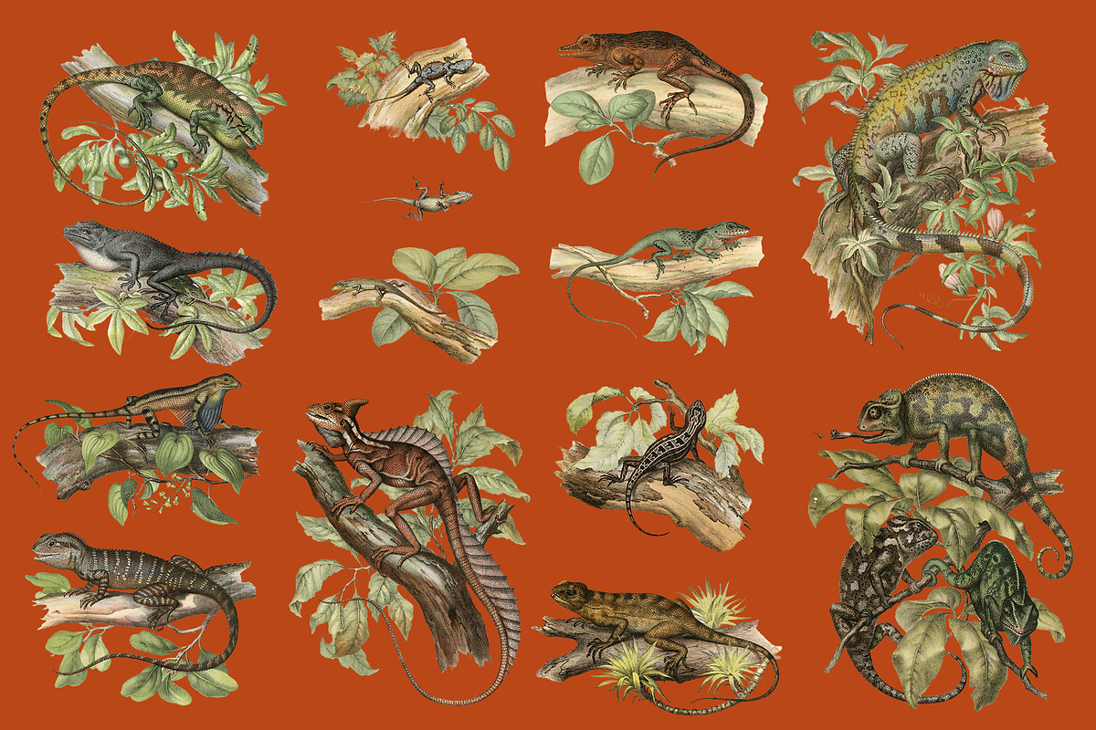 Vintage Vertebrate Animal Atlas, an Object Graphic by Lilithcollageart (Photo 6 of 14)