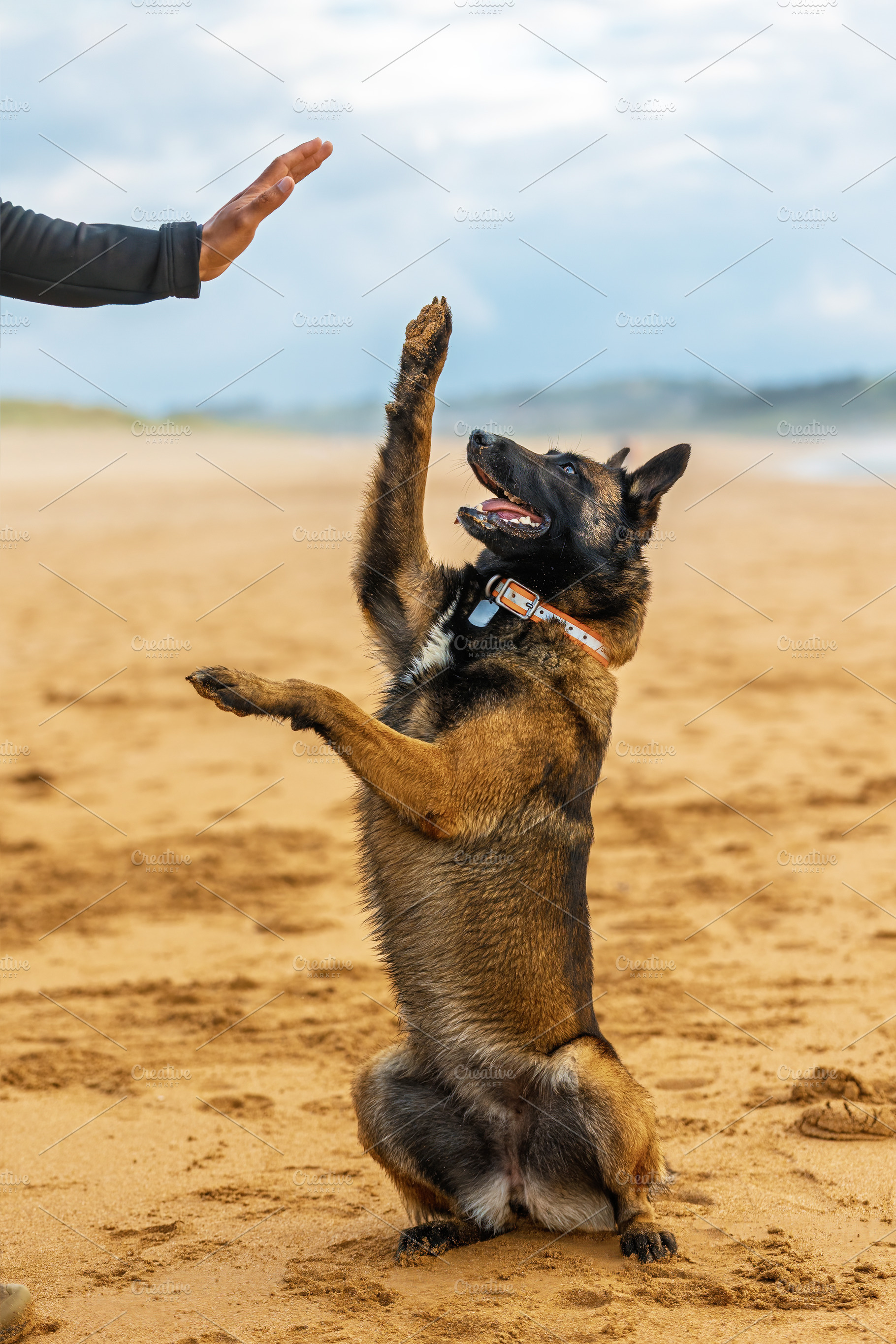 Belgian Malinois dog performing a tr, an Animal Photo by Perpis