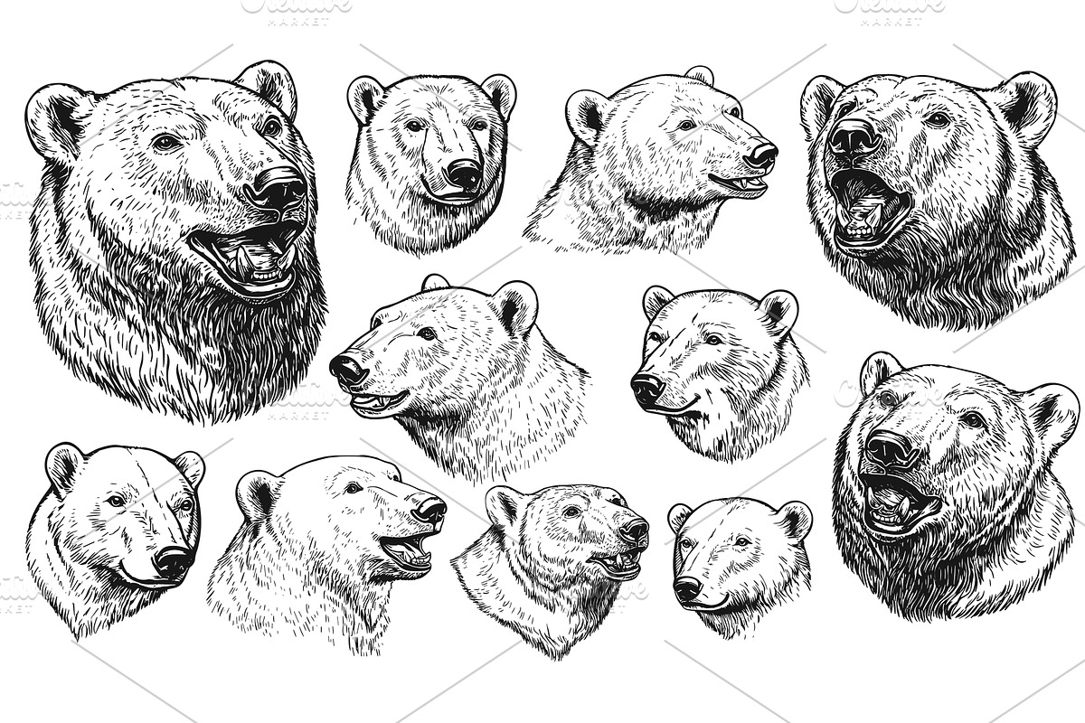 Engraving style polar bear portraits, an Animal Illustration by Valerie Bodnar