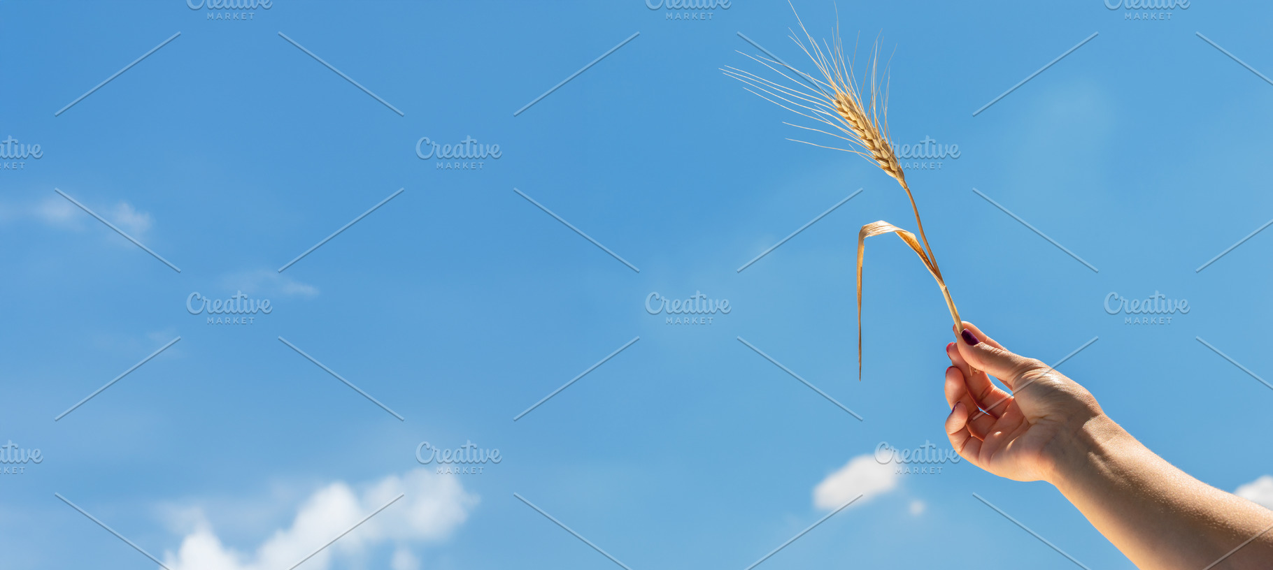 A hand with painted nails holding a single wheat ear against a b, a Food & Drink Photo by Ales Munt