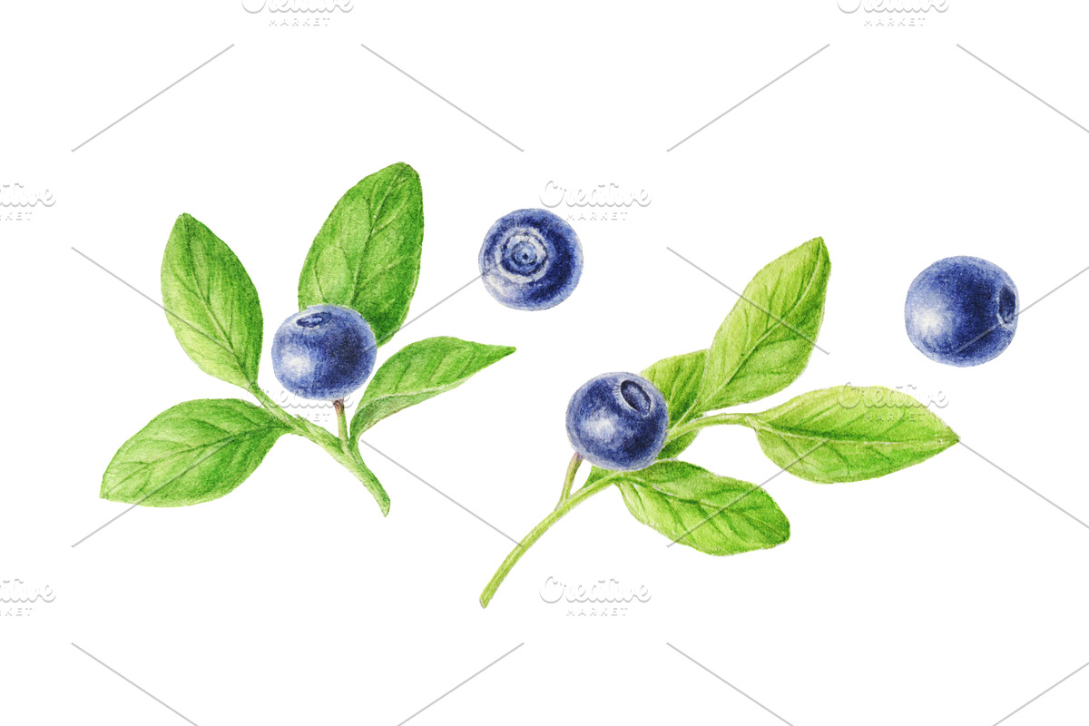 Watercolor blueberries, a Food Illustration by Botanical Art Shop (Photo 2 of 2)