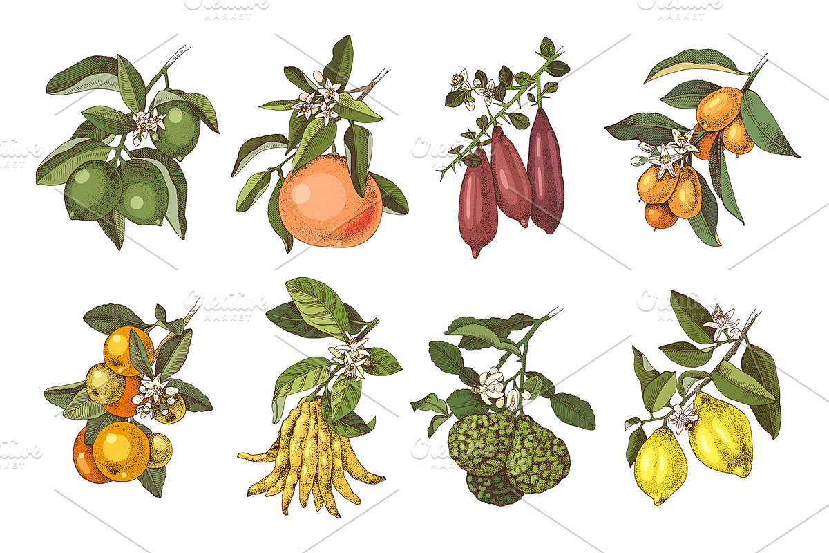 Natural food BUNDLE, a Food Illustration by handsketched (Photo 12 of 26)