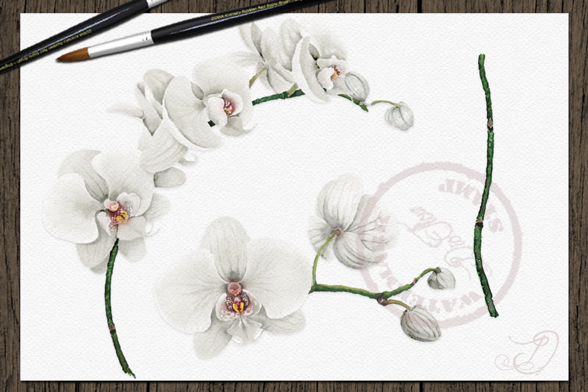 Orchid Watercolor Clip Art, a Decorative Illustration by DioFlow (Photo 2 of 5)