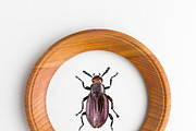 Bugs and butterflies watercolor set, a Decorative Illustration by Bychovsky design (Thumbnail 3 of 3)