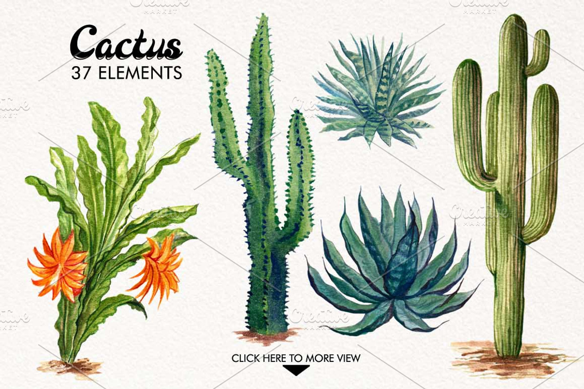 Watercolor Cactuses, an Illustration by Graphobia (Photo 2 of 9)