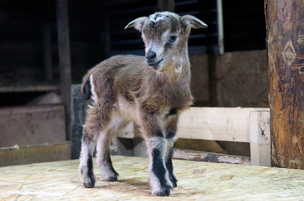 Newborn baby goat in the barn