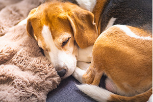 Two Beagles Sleeping on a Cozy, an Animal Photo by MadPhotos
