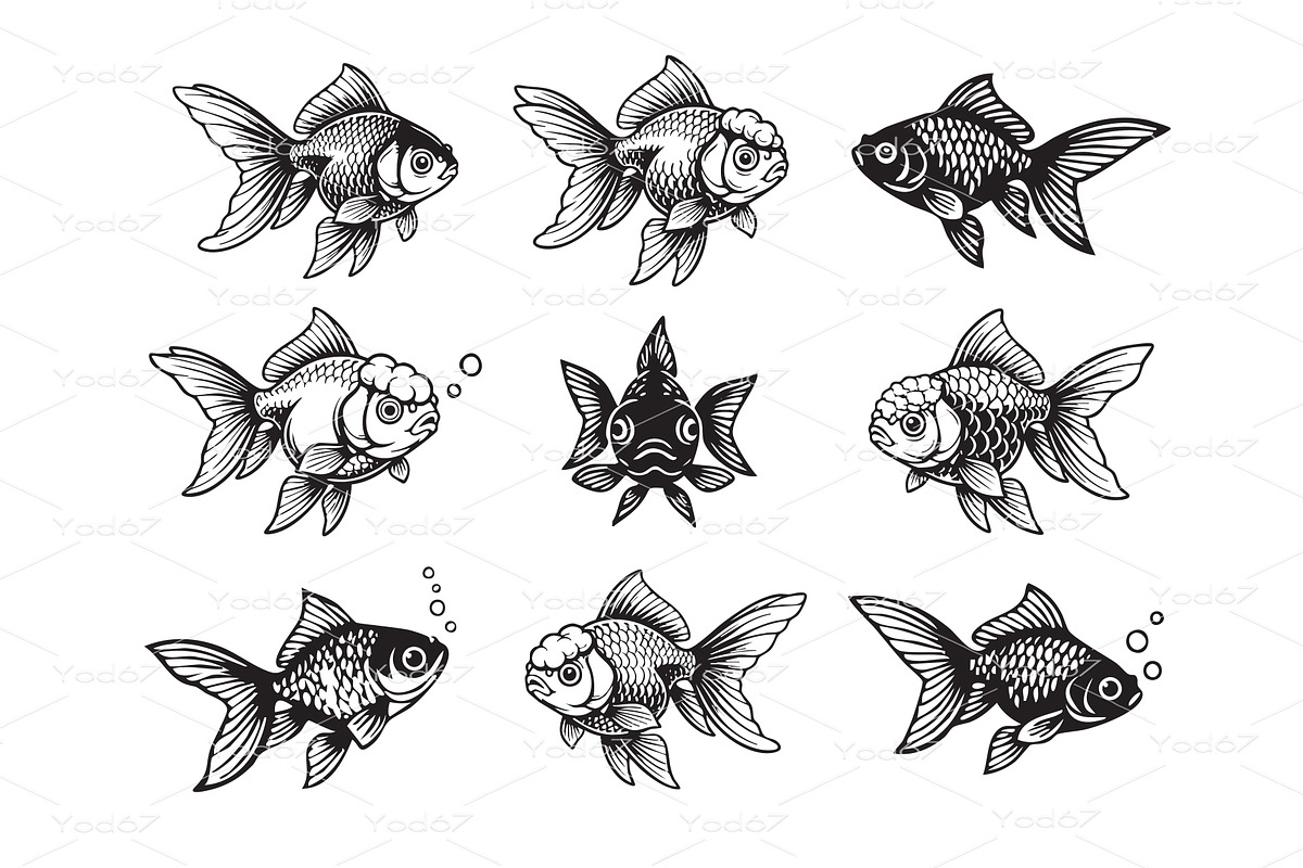 Vector set of fancy goldfish, Pet., an Animal Illustration by yod67