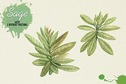 North American Herbs, a Food Illustration by Graphobia (Thumbnail 18 of 21)