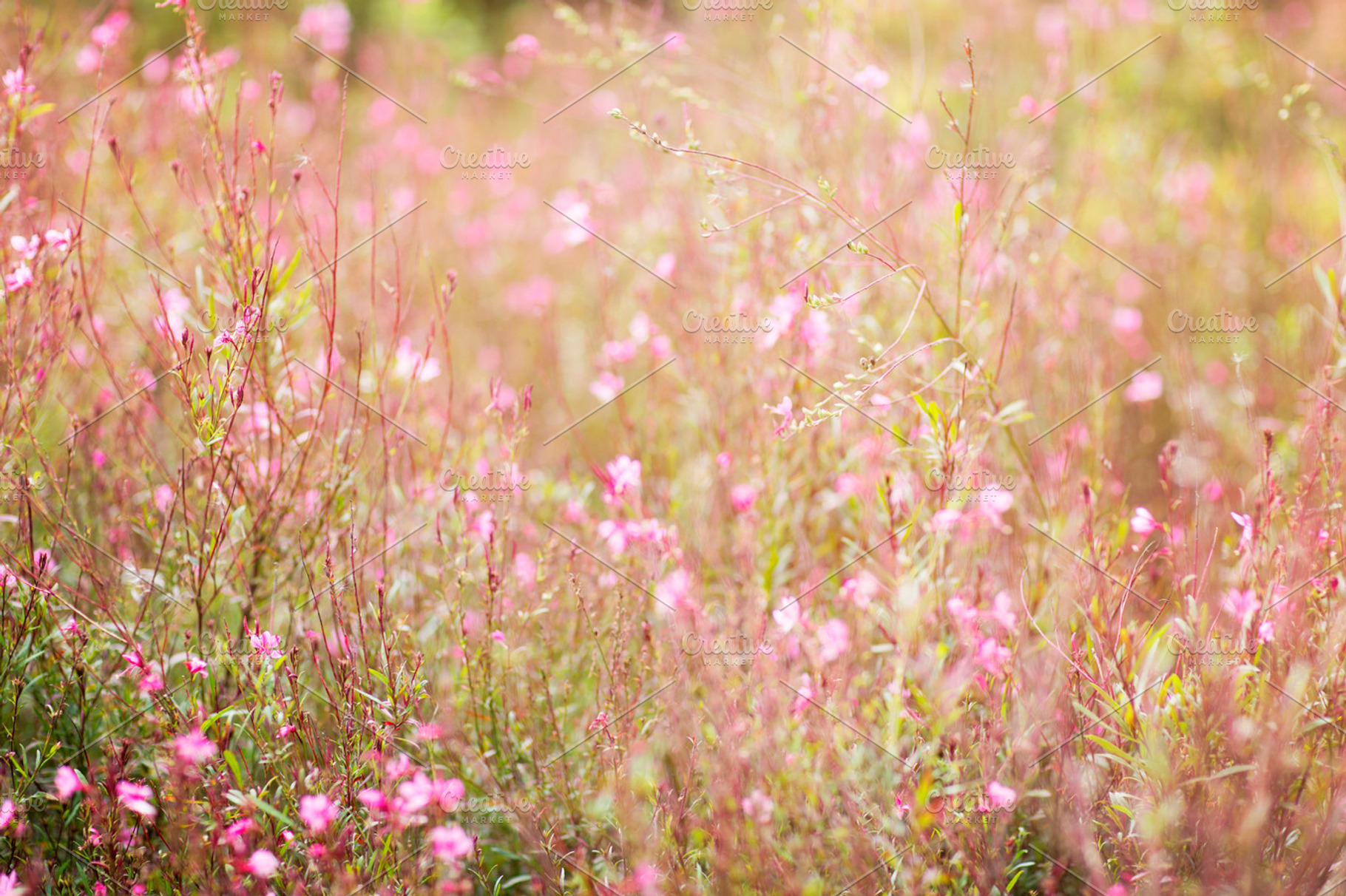 Pink wildflowers containing wildflowers, pink, and flowers