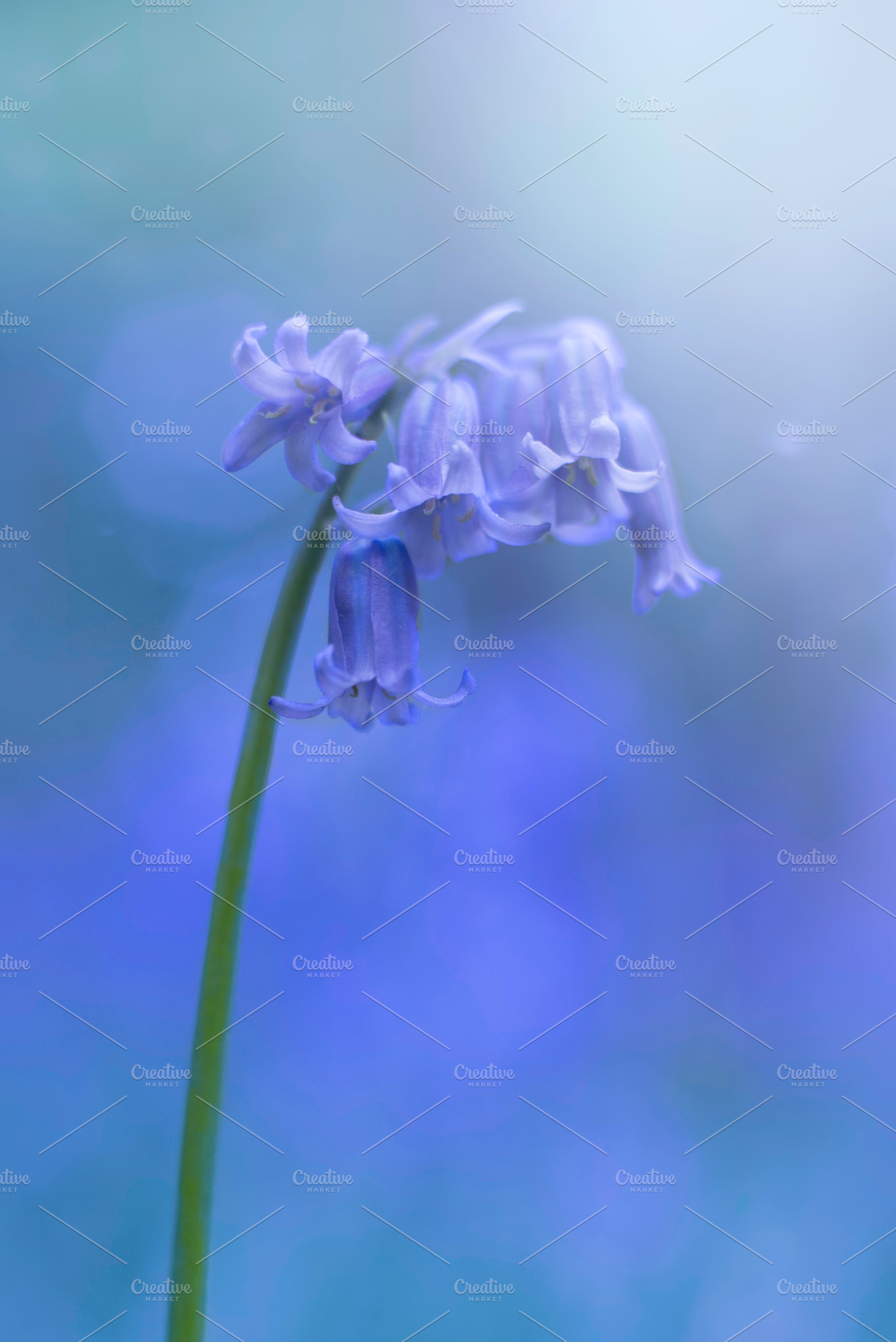 Bluebell featuring bluebell, flowers, and blue, a Nature Photo by inigocia