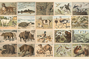 Oluf August Hermansen's Animals, an Animal Illustration by Digital Museum (Thumbnail 4 of 11)