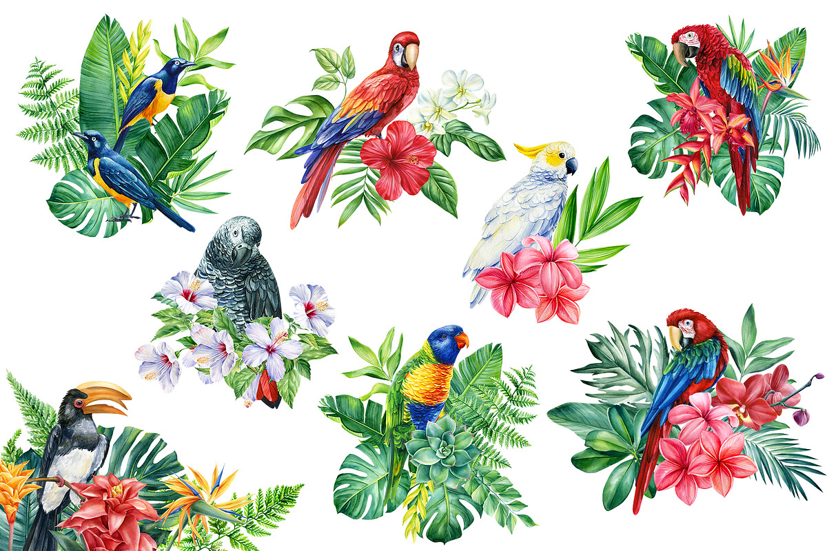 Tropical birds watercolor clipart, an Animal Illustration by Hanna Hryharenka (Photo 12 of 12)