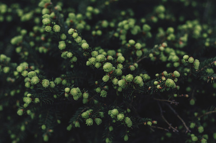 Nice green bush