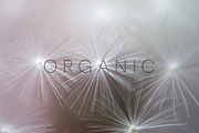 Organic | 20 Botanical Photos, a Nature Photo by Melanie Helena (Thumbnail 12 of 20)