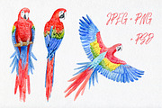 Watercolor tropical elements, an Animal Illustration by AV Design (Thumbnail 2 of 12)