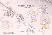 MOTHS & BUTTERFLIES illustration set, an Animal Illustration by Yuliia Lashevska (Thumbnail 3 of 13)