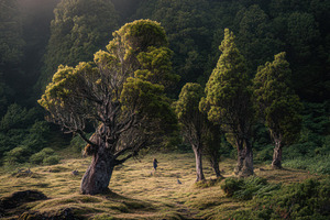 Misty Forest in Soft Morning Light, a Nature Photo by Virgo Studio