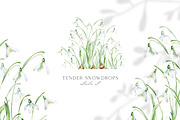 Snowdrops botanical illustration, an Illustration by Olga Koelsch (Thumbnail 1 of 7)