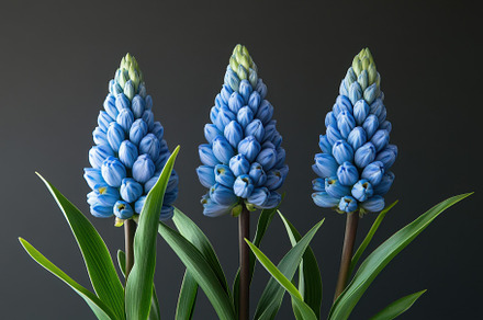 Vibrant blue hyacinth flowers arrang, a Photo by Tanuart