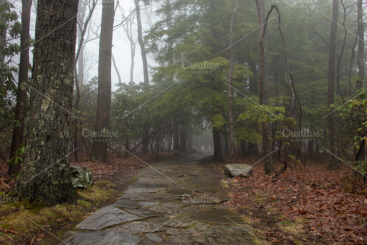 Foggy Photo Bundle, a Nature Photo by Full Circle Design Studio (Photo 8 of 8)