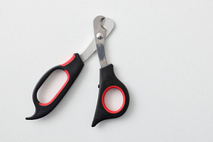 Pet Nail Trimmer Scissors Isolated
