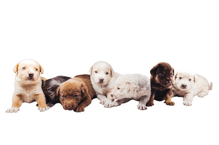 puppies isolated on white background, an Animal Photo by Pakosta