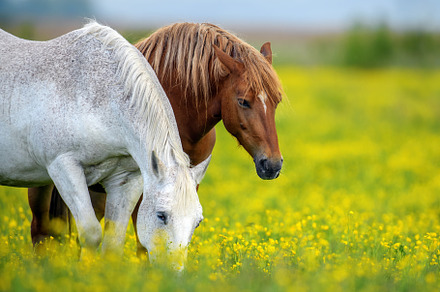 White and brown horse on field of yellow flowers, an Animal Photo by Byrdyak