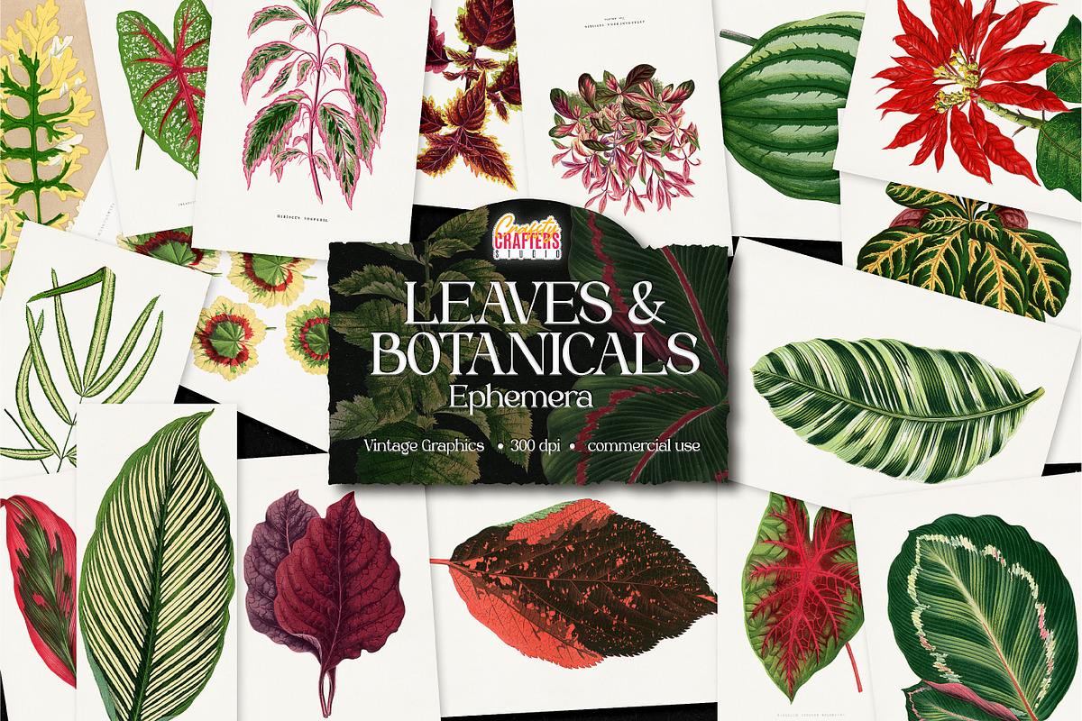 Vintage Leaves & Botanicals Ephemera, a Graphic by Craftsy Crafters (Photo 1 of 6)