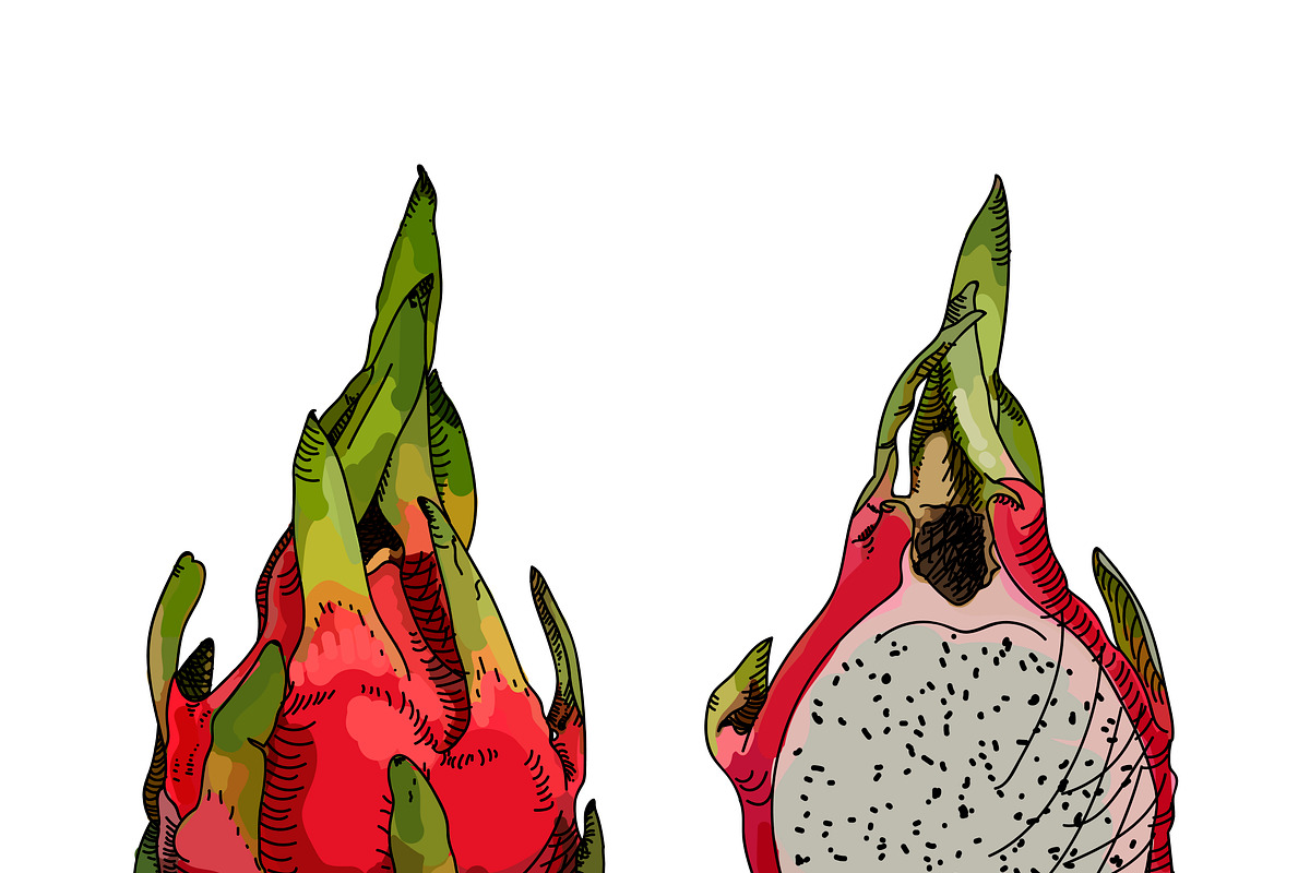 Dragon fruit or pitahaya., a Food Illustration by OS