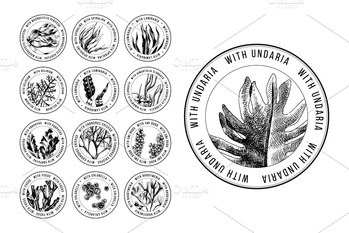 Hand drawn edible seaweeds, a Decorative Illustration by handsketched (Photo 7 of 7)