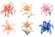 Lily Doodles Colorful PNG, an Illustration by SinaCreation (Thumbnail 3 of 5)