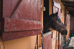 Equestrian