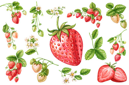Watercolor Strawberry Fruit Clipart, a Food Illustration by Stellalunarts