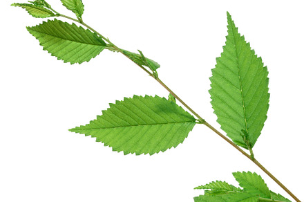 Fresh green branch of a Chinese Elm  Ulmus parvifolia, Lacebark