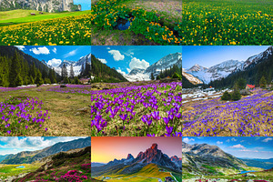 Collage of spring colorful flowers, a Nature Photo by Alpine Dreams