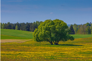 Field with yellow dandelions and, a Graphic by Lukas Jonaitis SHOP