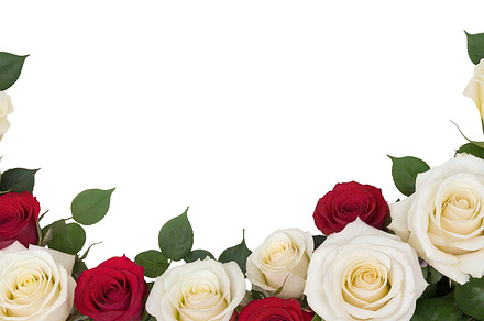 rose flowers transparent background
