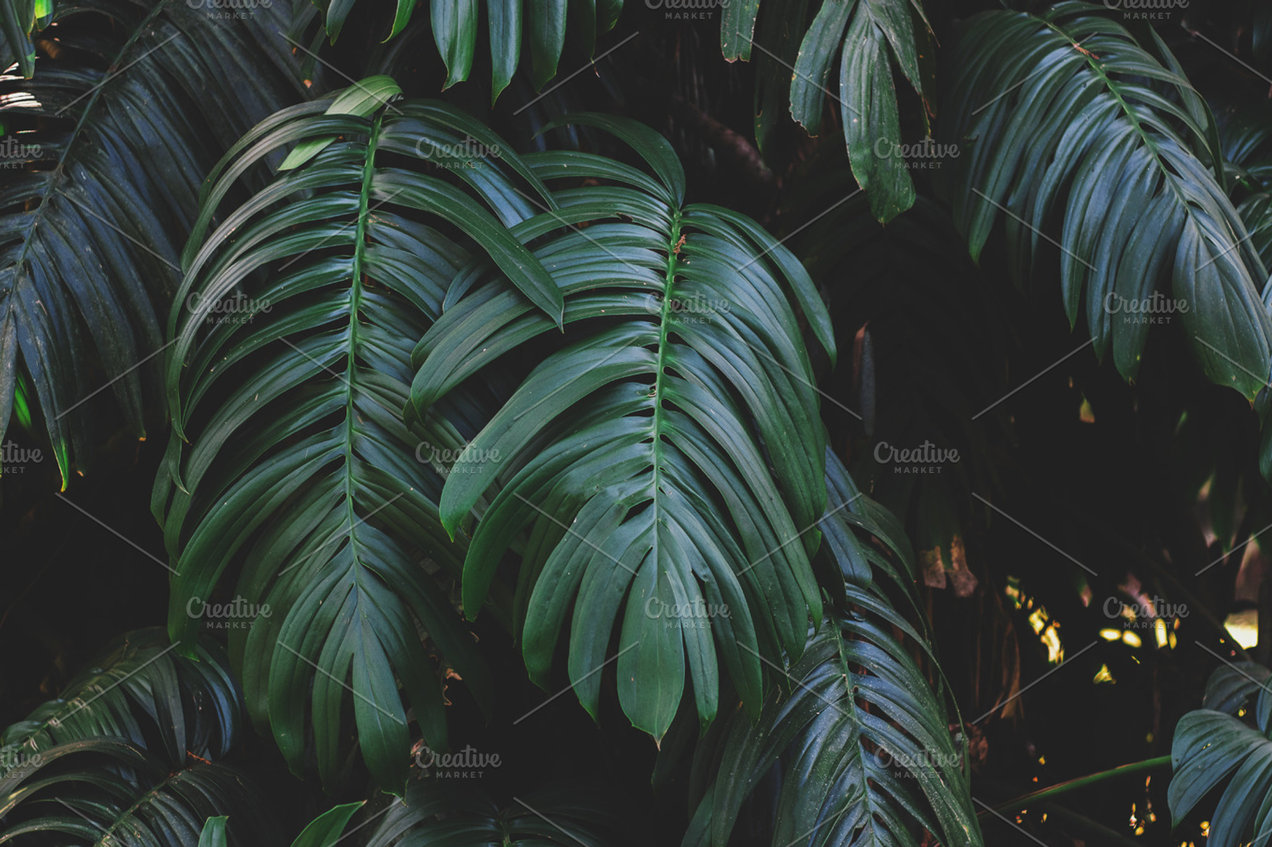 Monstera Leaves Closeup Stock Photo, a Nature Photo by René Jordaan Photography
