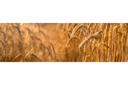 Wheat growing spikelets field, a Nature Photo by yanadjana