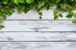 Green leaves on whitewashed wood bac, a Photo by Pixeness Studio